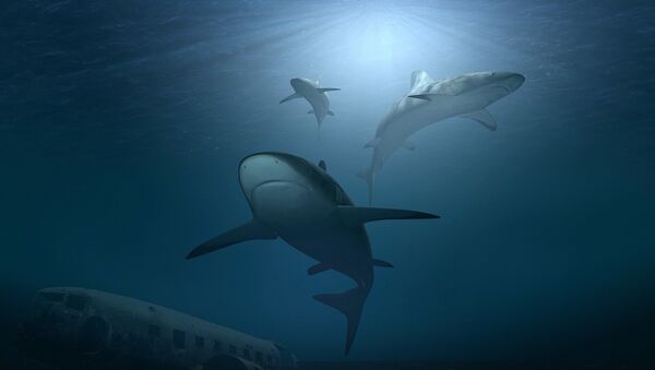 requins - Sputnik Afrique