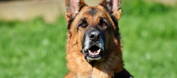 Berger allemand - Sputnik Afrique