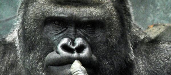 Un gorille - Sputnik Afrique