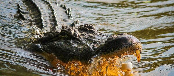 Un alligator - Sputnik Afrique