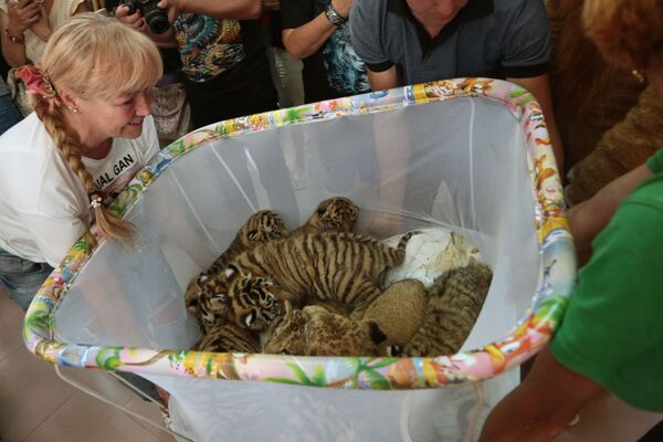Nouvelles naissances dans le parc safari Taïgan en Crimée - Sputnik Afrique
