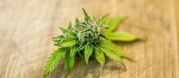 marijuana - Sputnik Afrique