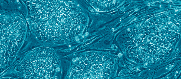 Cellule souche - Sputnik Afrique