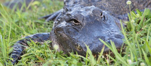 Alligator (Symbolbild) - Sputnik Afrique