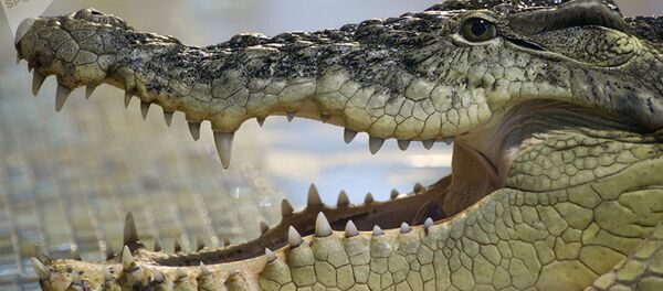 Крокодил - Sputnik Afrique