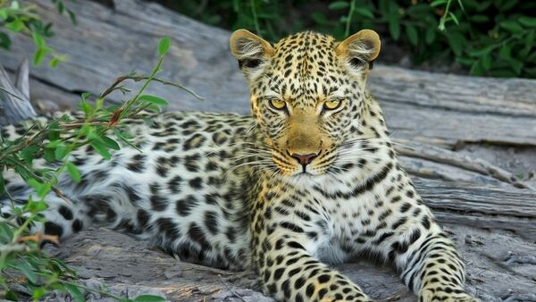 Un léopard - Sputnik Afrique