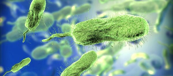 Des bactéries - Sputnik Afrique