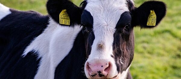 Cow - Sputnik Afrique