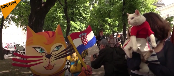 un chat oracle - Sputnik Afrique