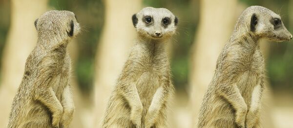 Suricates - Sputnik Afrique