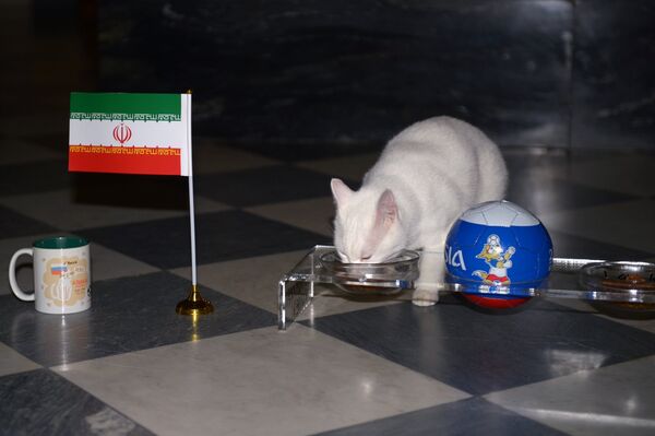 Le chat oracle Achille a fait une prévision sur le résultat du match entre le Maroc et l'Iran - Sputnik Afrique