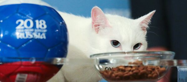 le chat oracle Achille le chat oracle Achille - Sputnik Afrique