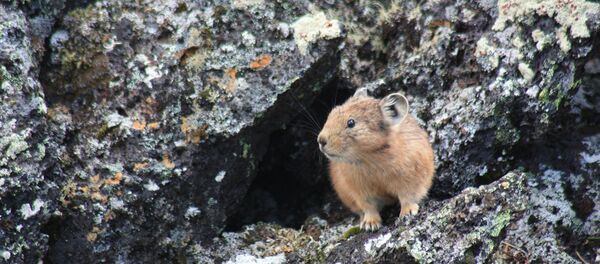 Un pika Un pika - Sputnik Afrique