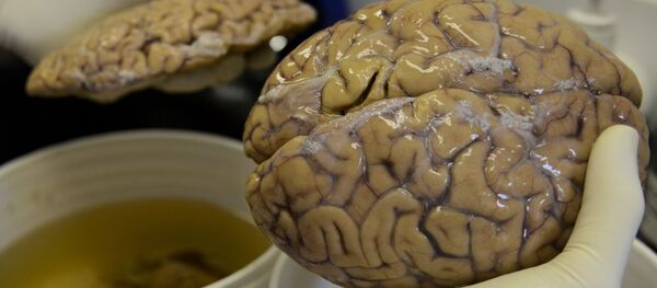 Cerveau humain - Sputnik Afrique