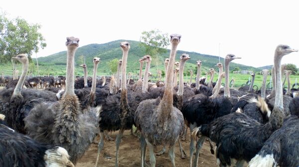 Une ferme d’élevage d’autruches dirigée par un Russe dans une province vietnamienne  - Sputnik Afrique