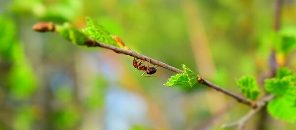 fourmis - Sputnik Afrique