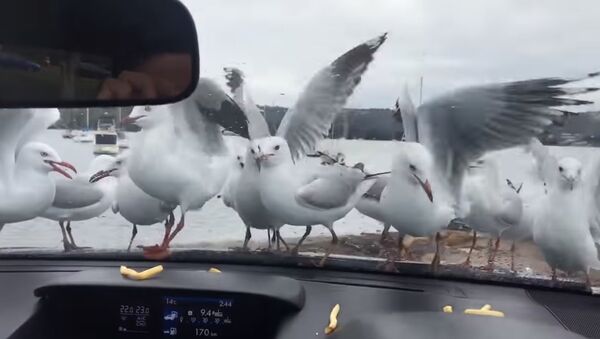 Seagulls Desperate Attempt At Eating Fries || ViralHog - Sputnik Afrique