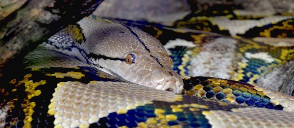 Python réticulé - Sputnik Afrique