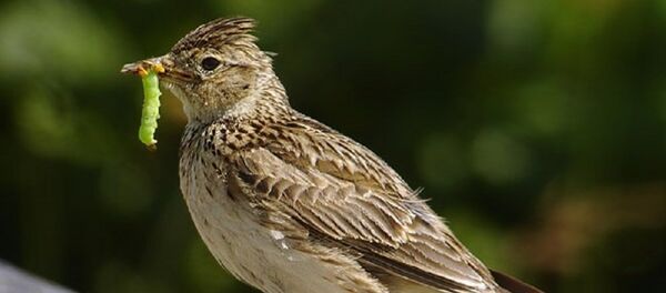 Alouette des champs - Sputnik Afrique