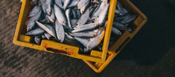 рыба - Sputnik Afrique