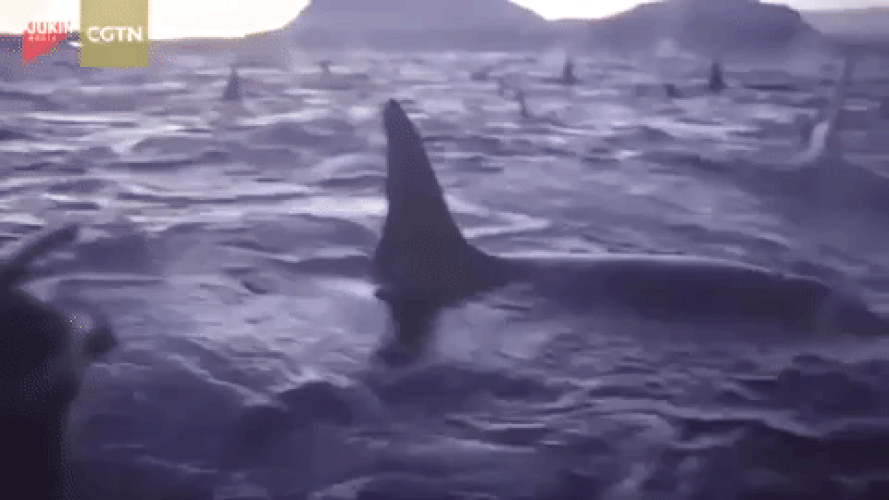 «Ils vont nous manger»: 300 orques encerclent un bateau - Sputnik Afrique