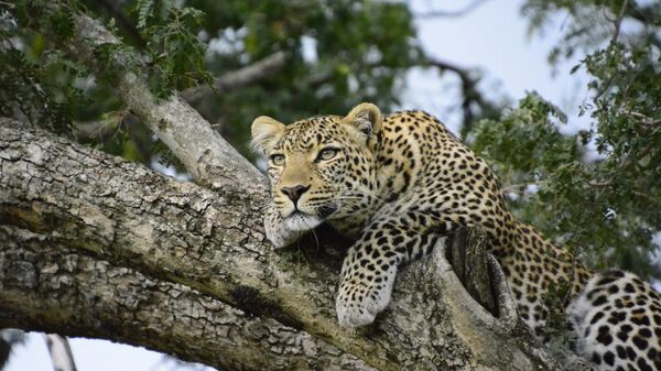 Un léopard en Afrique, image d'illustration - Sputnik Afrique