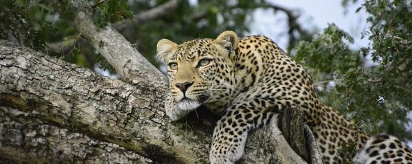 Un léopard - Sputnik Afrique