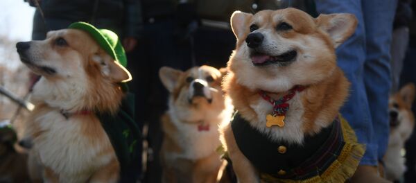 Les chiens à Moscou - Sputnik Afrique