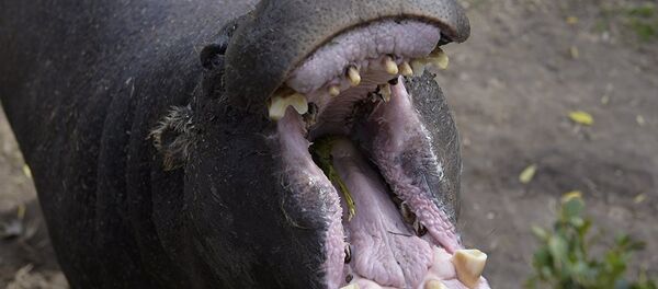 Un hippopotame - Sputnik Afrique
