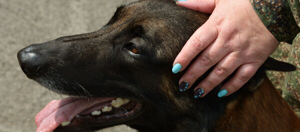 Служебная собака во время соревнований по многоборью специалистов-кинологов на Кубок Дальневосточного таможенного управления во Владивостоке. - Sputnik Afrique