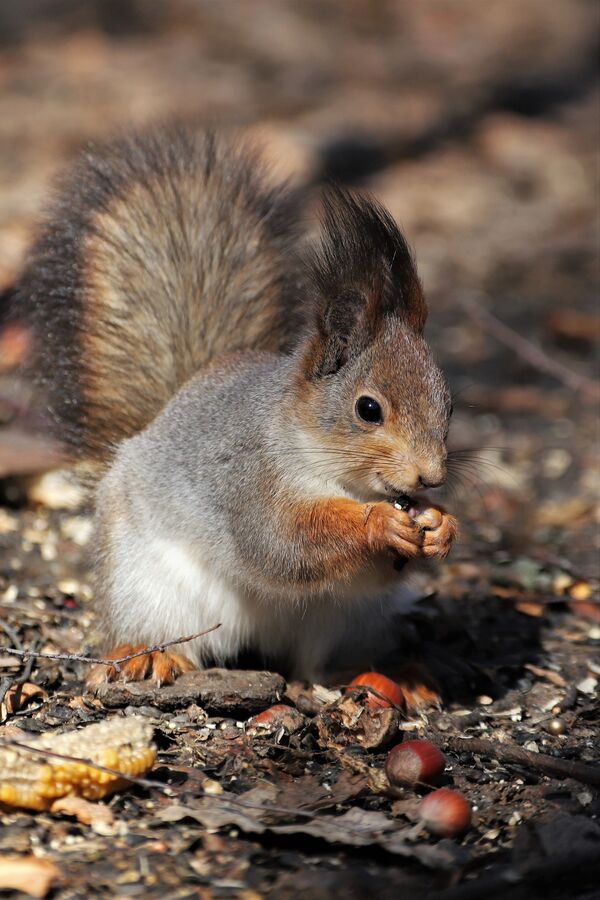 Cet écureuil semble avoir déterré ses provisions hivernales au début du printemps. - Sputnik Afrique