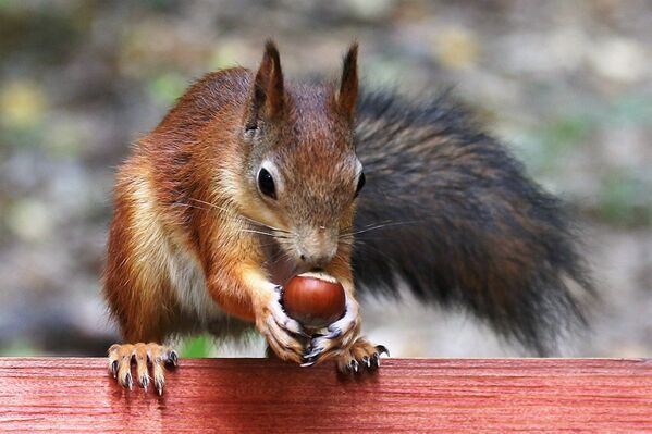 Les écureuils aiment les noisettes, mais pas seulement. - Sputnik Afrique