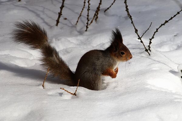 Si l'écureuil n'était pas si léger, il s’enfoncerait dans la neige. - Sputnik Afrique