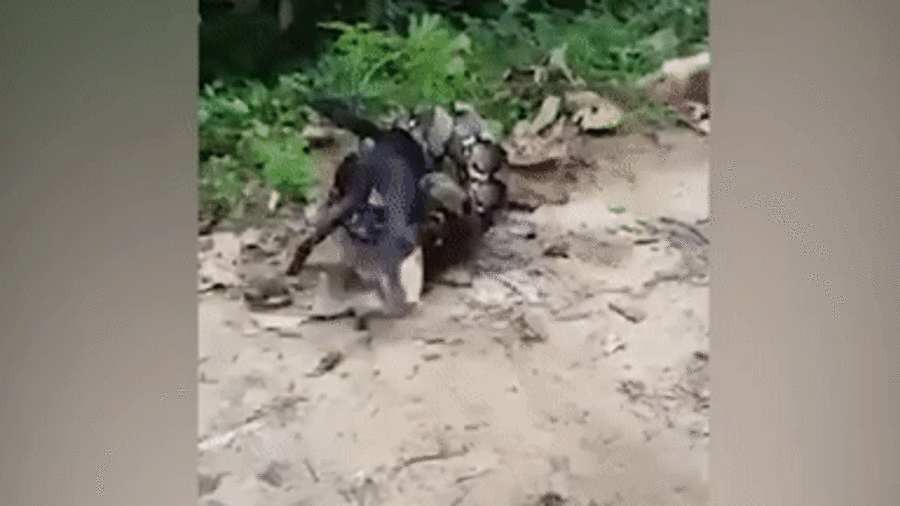 serpent - Sputnik Afrique