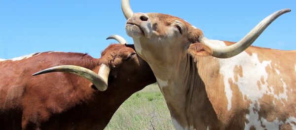 Des bovins - Sputnik Afrique