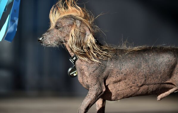 Le chien le plus laid du monde et ses concurrents - Sputnik Afrique