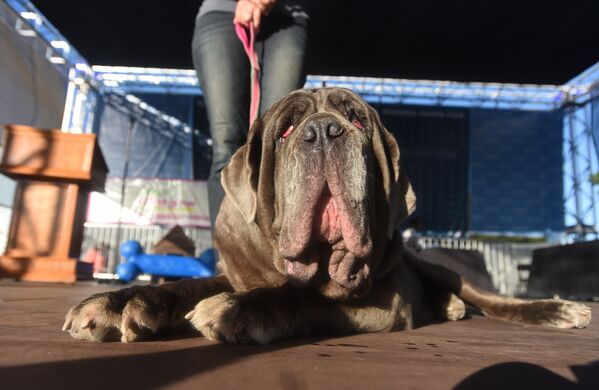 Le chien le plus laid du monde et ses concurrents - Sputnik Afrique