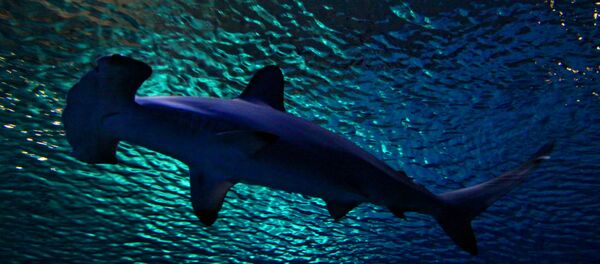 Requin marteau - Sputnik Afrique