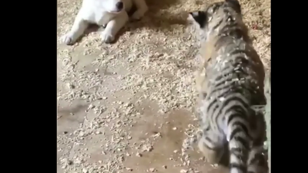 Une amitié rarissime: un bébé tigre traite un toutou comme s’il était son frère - Sputnik Afrique