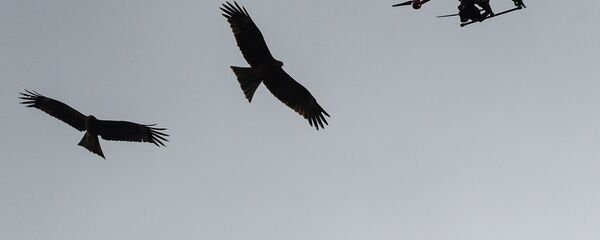 Drone et oiseau - Sputnik Afrique