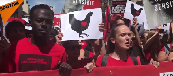 Des vegans voient rouge… sang pour la fermeture des abattoirs! - Sputnik Afrique