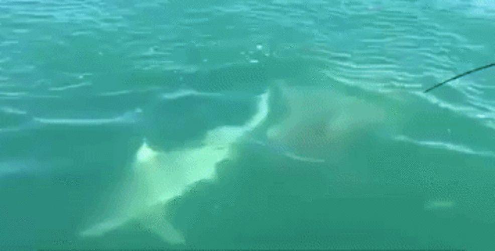 Un requin (photo d'illustration) - Sputnik Afrique