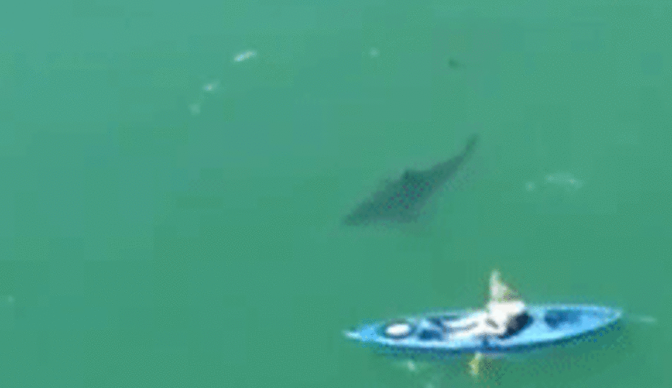 Un requin - Sputnik Afrique