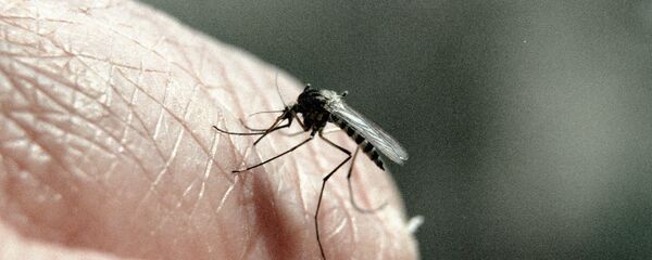 Un moustique - Sputnik Afrique