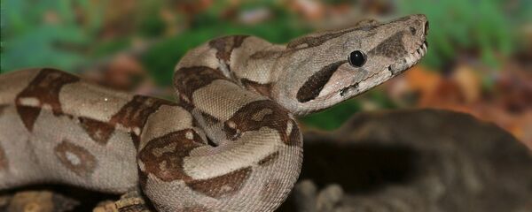 Un boa constrictor - Sputnik Afrique