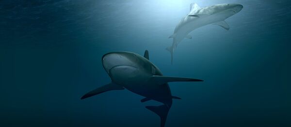 Requins - Sputnik Afrique