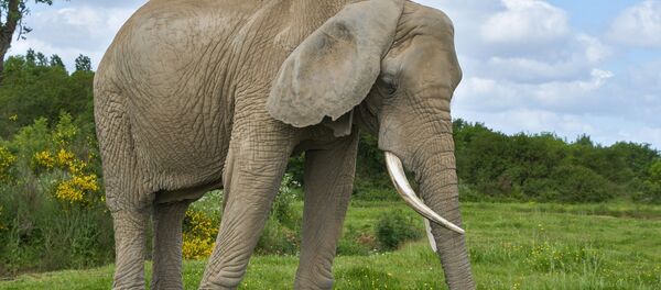 Éléphant - Sputnik Afrique