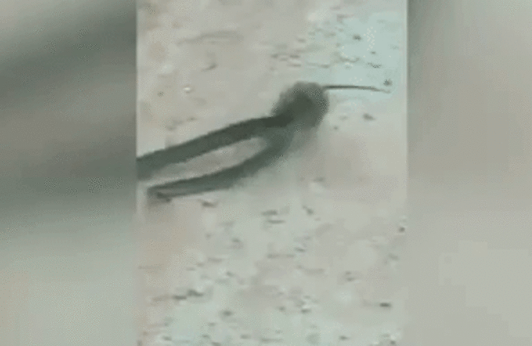 Змея - Sputnik Afrique