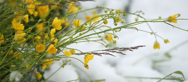 La neige en été - Sputnik Afrique