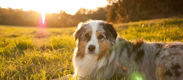 chien - Sputnik Afrique